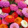 ZINNIA "Sunbow Mix" - Graines BIO | KOKOPELLI | Graines et Bio