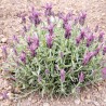 LAVANDE PAPILLON - Graines BIO | Ferme de Sainte Marthe | Graines et Bio
