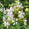 SAPONAIRE ou PLANTE À SAVON - Graines BIO | Ferme de Sainte Marthe | Graines et Bio
