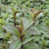 MENTHE POIVRÉE - Graines BIO | Ferme de Sainte Marthe | Graines et Bio