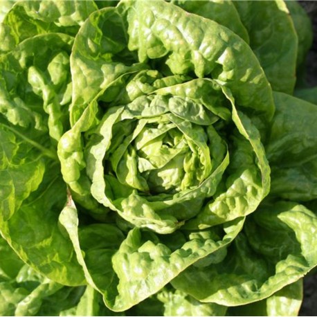 LAITUE Pommée GROSSE BLONDE PARESSEUSE - Graines BIO | Ferme de Sainte Marthe | Graines et Bio