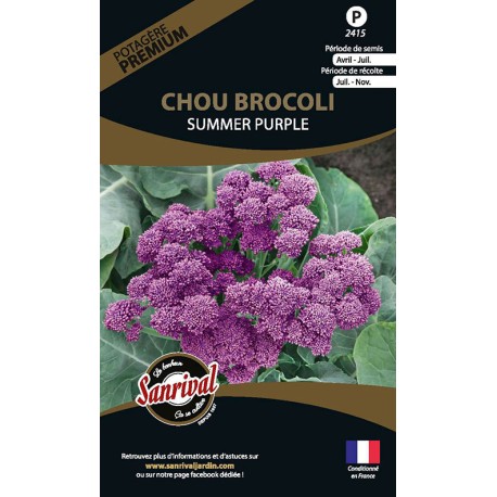 BROCOLI VIOLET Summer Purple - Graines PREMIUM non traitées | SANRIVAL | Graines et Bio