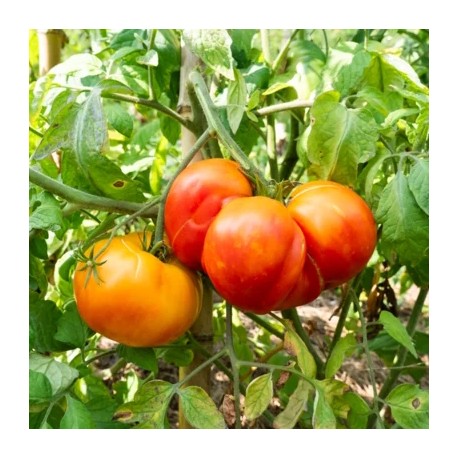 tomate anawine
