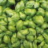 BASILIC RUSTIK - Graines BIO | Sativa | Graines et Bio