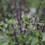 Graines de BASILIC - BASILIC THAÏ - Graines BIO