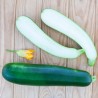 COURGETTE Dark Star - Graines BIO | KOKOPELLI | Graines et Bio