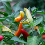 PIMENTS FORTS - DUO Kokopelli - Graines BIO | KOKOPELLI | Graines et Bio