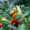 PIMENTS FORTS 2 - DUO Kokopelli - Graines BIO | KOKOPELLI | Graines et Bio