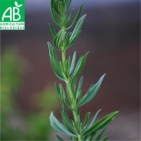 SARRIETTE Vivace - Graines BIO | Ferme de Sainte Marthe | Graines et Bio