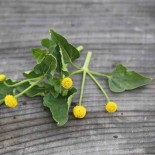 CRESSON DE PARA JAUNE Bredy Mafana - Graines BIO | Ferme de Sainte Marthe | Graines et Bio