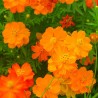 COSMOS SULPHUREUS en Mélange - Graines BIO | Ernest Turc | Graines et Bio