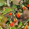 GOJI à semer - Graines BIO | Ferme de Sainte Marthe | Graines et Bio