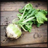 BETTERAVE BLANCHE - Graines BIO | Ferme de Sainte Marthe | Graines et Bio