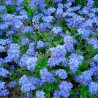 MYOSOTIS BLEU des ALPES - Graines non traitées | Ferme de Sainte Marthe | Graines et Bio
