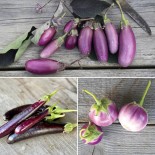 AUBERGINES: 3 variétés en Mélange - Graines BIO | Ferme de Sainte Marthe | Graines et Bio