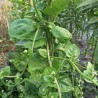 BASELLE ou ÉPINARD Malabar - Graines BIO | Ferme de Sainte Marthe | Graines et Bio