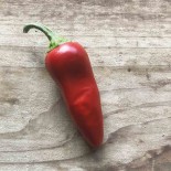 PIMENT d'ESPELETTE Gorria - Graines BIO | Ferme de Sainte Marthe | Graines et Bio