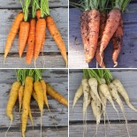 🥕 Graines de CAROTTE - CAROTTES en Mélange: 4 VARIÉTÉS - Graines BIO