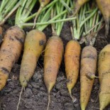 CAROTTE JAUNE du Doubs - Graines BIO | Ferme de Sainte Marthe | Graines et Bio