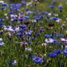 CENTAURÉE Variée - Graines BIO | Ferme de Sainte Marthe | Graines et Bio