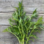 CHOU MIZUNA - Graines BIO | Ferme de Sainte Marthe | Graines et Bio