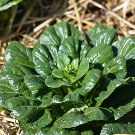 CHOU PAK CHOÏ CHINOIS Tatsoi - Graines BIO | Ferme de Sainte Marthe | Graines et Bio CHOU PAK CHOÏ CHINOIS Tatsoi - Graines BIO | Ferme de Sainte Marthe | Graines et Bio