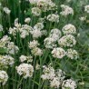 CIBOULE de CHINE- Graines BIO | Ferme de Sainte Marthe | Graines et Bio