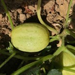 🥒 Graines de CONCOMBRE - CONCOMBRE LEMON - Graines BIO