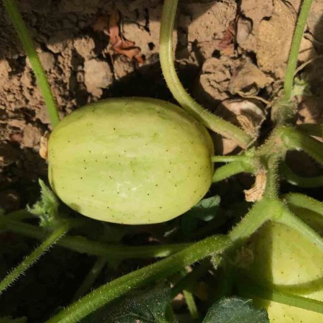 CONCOMBRE LEMON - Graines BIO | Ferme de Sainte Marthe | Graines et Bio CONCOMBRE LEMON - Graines BIO | Ferme de Sainte Marthe | Graines et Bio