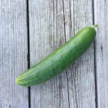 CONCOMBRE ANGLAIS Long - Graines BIO | Ferme de Sainte Marthe | Graines et Bio