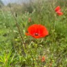 COQUELICOT Sauvage - Graines BIO | Ferme de Sainte Marthe | Graines et Bio