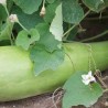 COURGE MASSUE Comestible Longue - Graines BIO | Ferme de Sainte Marthe | Graines et Bio