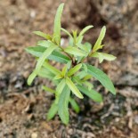 ESTRAGON du Mexique - Graines BIO | Ferme de Sainte Marthe | Graines et Bio