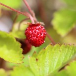 FRAISIER DES 4 SAISONS - Graines non traitées | Ferme de Sainte Marthe | Graines et Bio