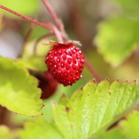 FRAISIER DES 4 SAISONS - Graines non traitées | Ferme de Sainte Marthe | Graines et Bio FRAISIER DES 4 SAISONS - Graines non traitées | Ferme de Sainte Marthe | Graines et Bio