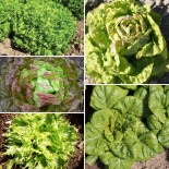 LAITUES Mélange de 5 variétés - Graines BIO | Ferme de Sainte Marthe | Graines et Bio