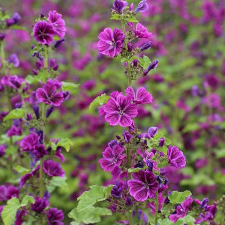 MAUVE de Mauritanie - Graines BIO | Ferme de Sainte Marthe | Graines et Bio MAUVE de Mauritanie - Graines BIO | Ferme de Sainte Marthe | Graines et Bio