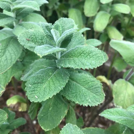 MENTHE POMME - Graines BIO | Ferme de Sainte Marthe | Graines et Bio