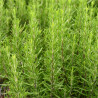 ROMARIN - Graines BIO | Ferme de Sainte Marthe | Graines et Bio