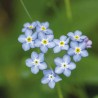 MYOSOTIS des BOIS - Graines non traitées | Ferme de Sainte Marthe | Graines et Bio