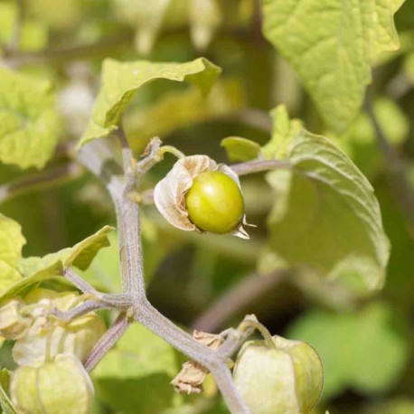 PHYSALIS Goldie ou CERISE DE TERRE - Graines BIO | Ferme de Sainte Marthe | Graines et Bio