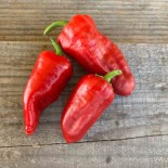 PIMENT à TAPAS Padron - Graines BIO | Ferme de Sainte Marthe | Graines et Bio