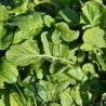 ROQUETTE Cultivée - Graines BIO | Ferme de Sainte Marthe | Graines et Bio