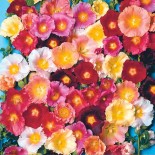 ROSE TRÉMIÈRE "Happy Lights" - Graines non traitées | Ferme de Sainte Marthe | Graines et Bio
