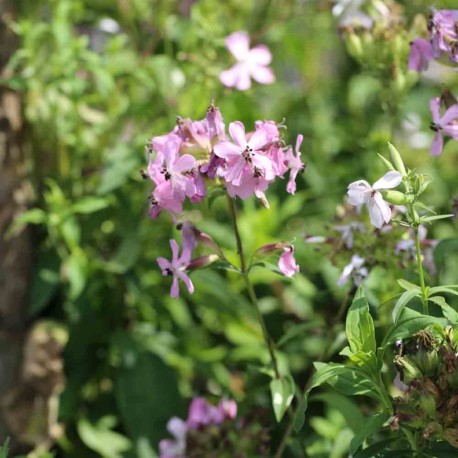SAPONAIRE ou PLANTE À SAVON - Graines BIO | Ferme de Sainte Marthe | Graines et Bio SAPONAIRE ou PLANTE À SAVON - Graines BIO | Ferme de Sainte Marthe | Graines et Bio