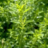 SARRIETTE Vivace - Graines BIO | Ferme de Sainte Marthe | Graines et Bio