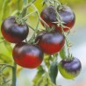 TOMATE COCKTAIL BLEUE - Graines BIO | Ferme de Sainte Marthe | Graines et Bio