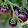 TOMATE COCKTAIL BLEUE - Graines BIO | Ferme de Sainte Marthe | Graines et Bio