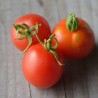 TOMATE BLOODY BUTCHER - Graines BIO | Ferme de Sainte Marthe | Graines et Bio