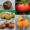GROSSES TOMATES en MÉLANGE - Graines BIO | Ferme de Sainte Marthe | Graines et Bio